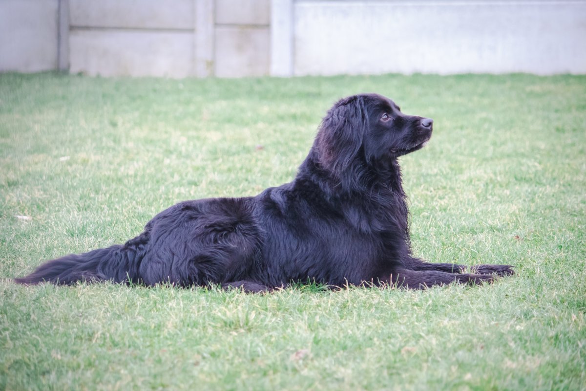 Trouver la bonne adoption : comment faire le bon choix pour vous et votre futur compagnon