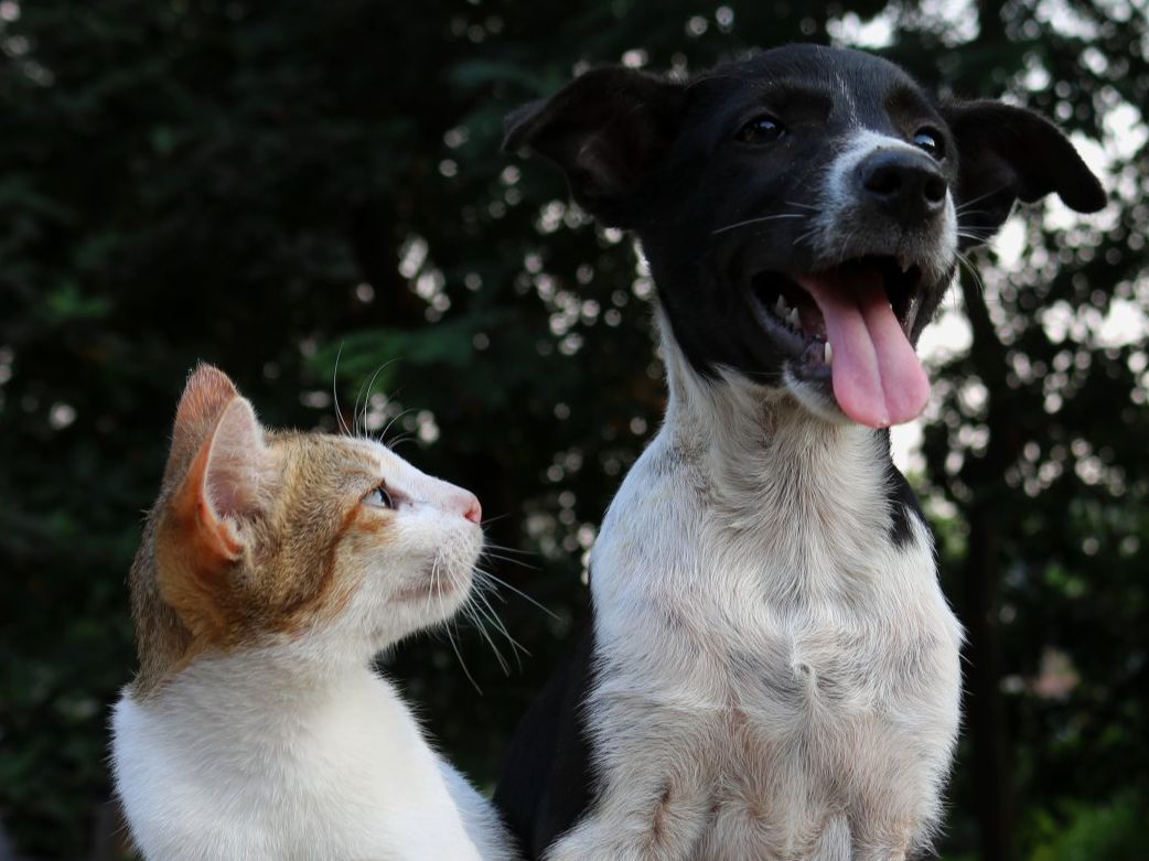 Les bons conseils pour une adoption réussie